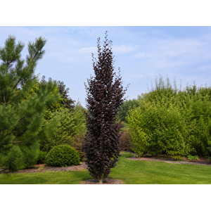 Buk lesný (Fagus sylvatica) ´DAWYCK PURPLE´ - výška 40-60 cm, kont. C5L